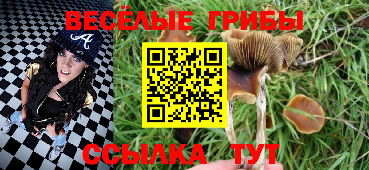 что такое   Вход с VPN  Богданович  Псилоцибиновые грибы мицелий 